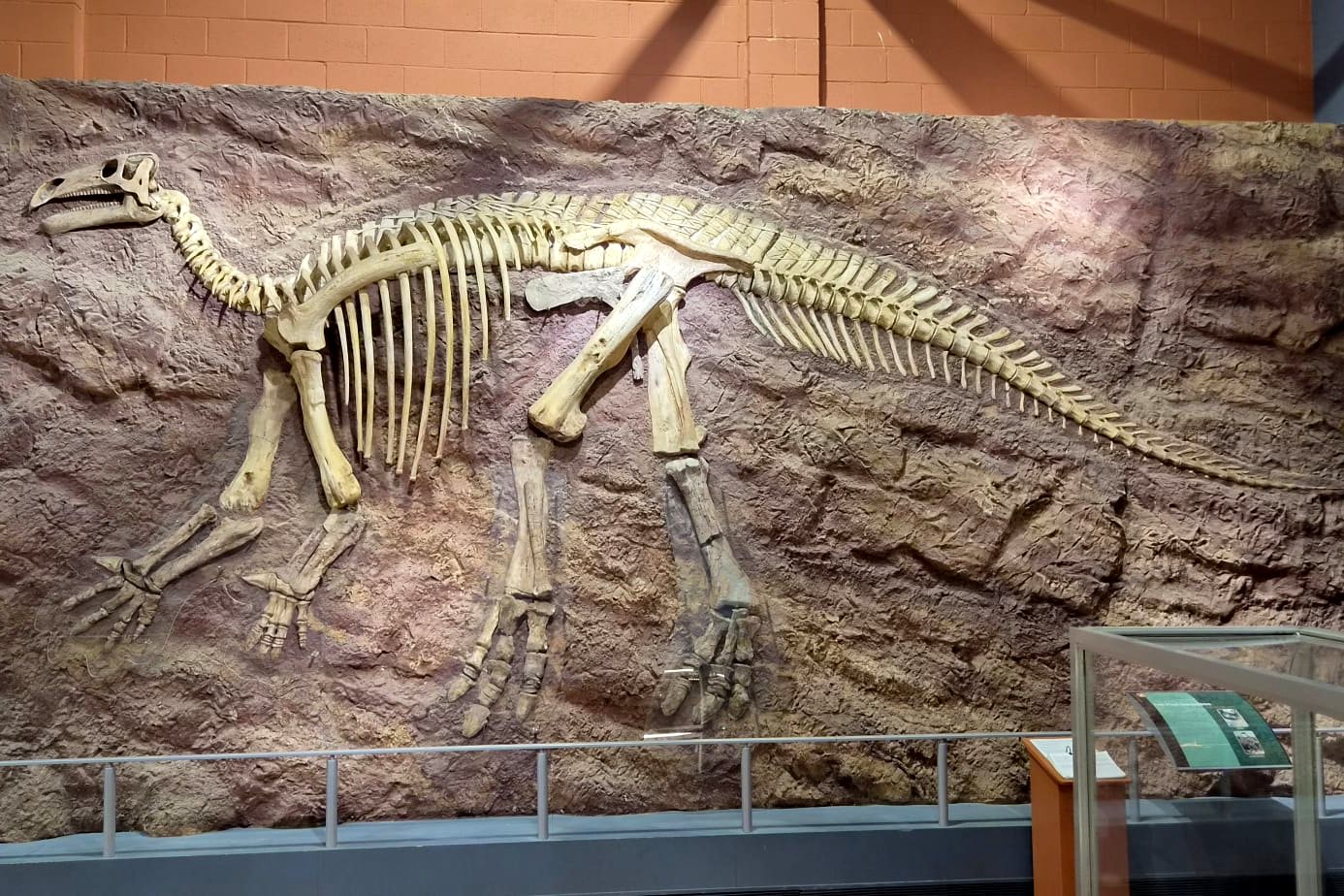 Dinosaurierskelett im Museum auf der Isle of Wight