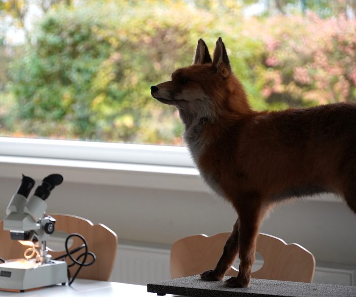 Naturwissenschaften: Mikroskop und Fuchs-Präparat